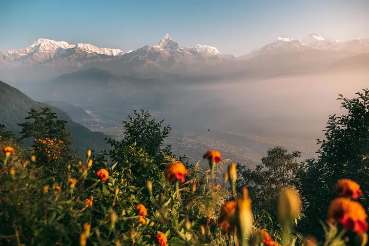 Sunrise over the Annapurna range from above Pokhara, with marigolds in the foreground