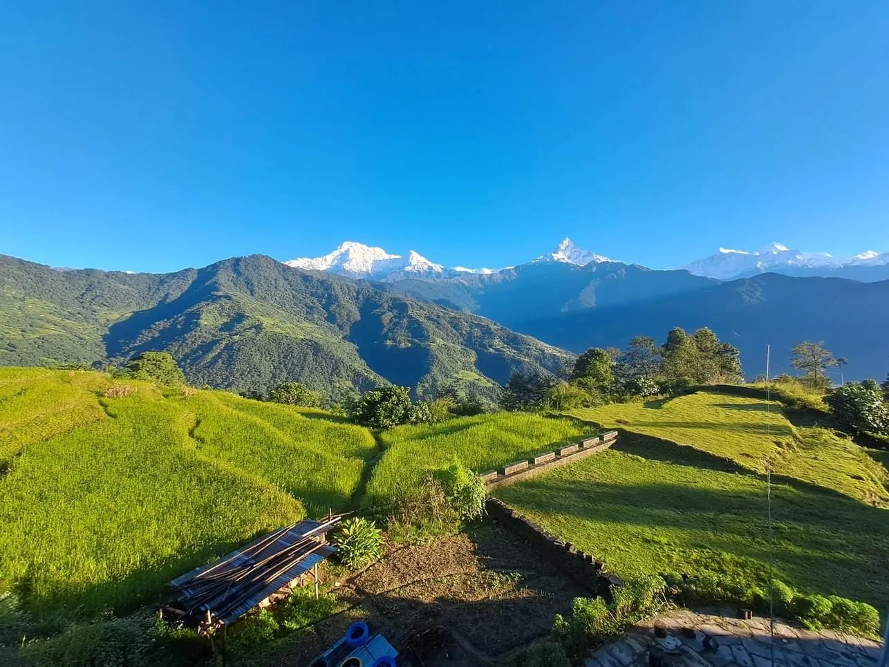 Terraced rice fields with the Annapurna range at sunrise